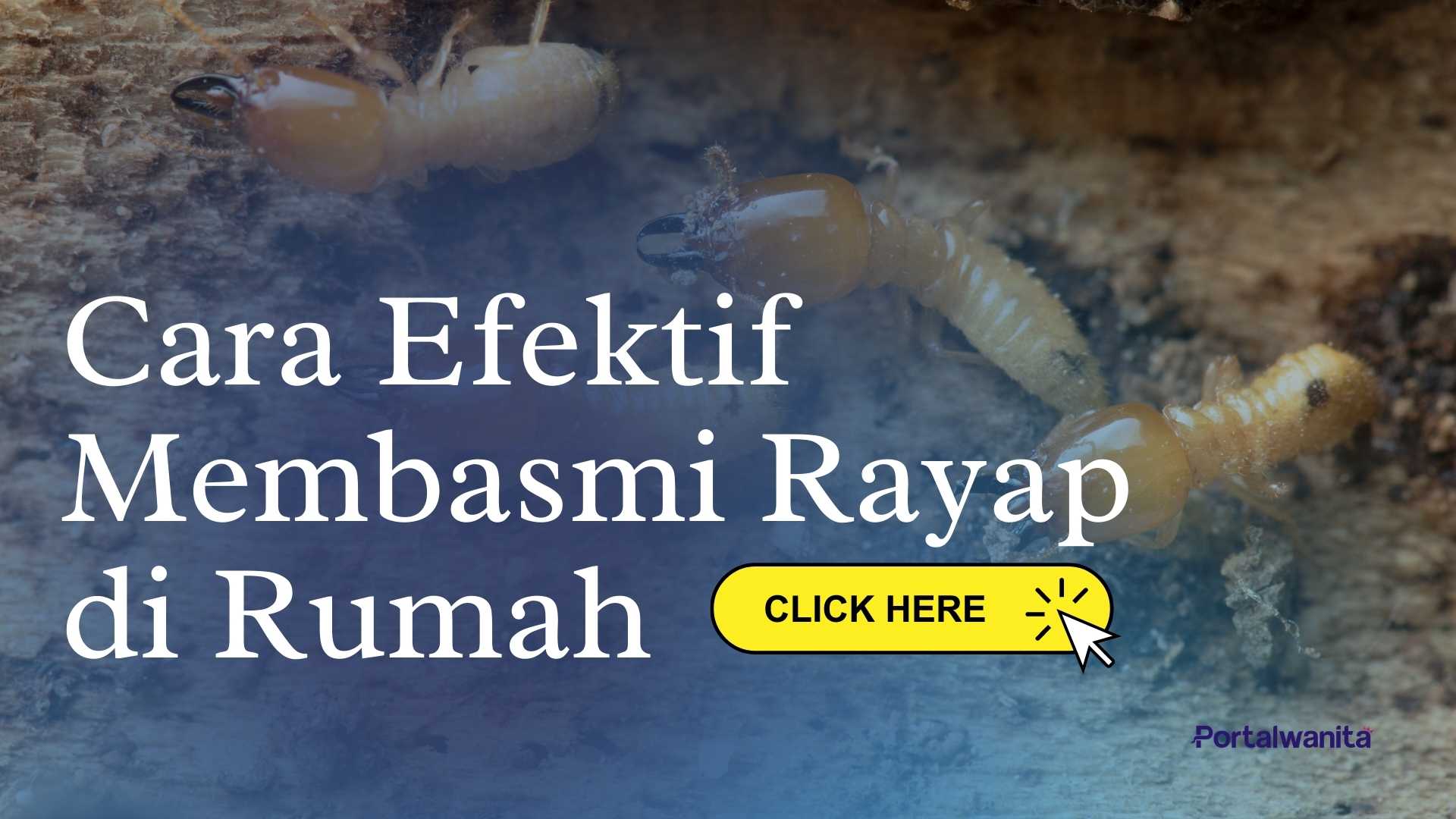 cara efektif membasmi rayap di rumah
