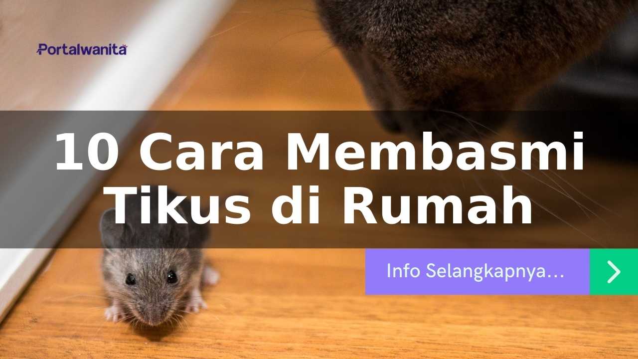 Cara Membasmi Tikus di Rumah yang Ampuh