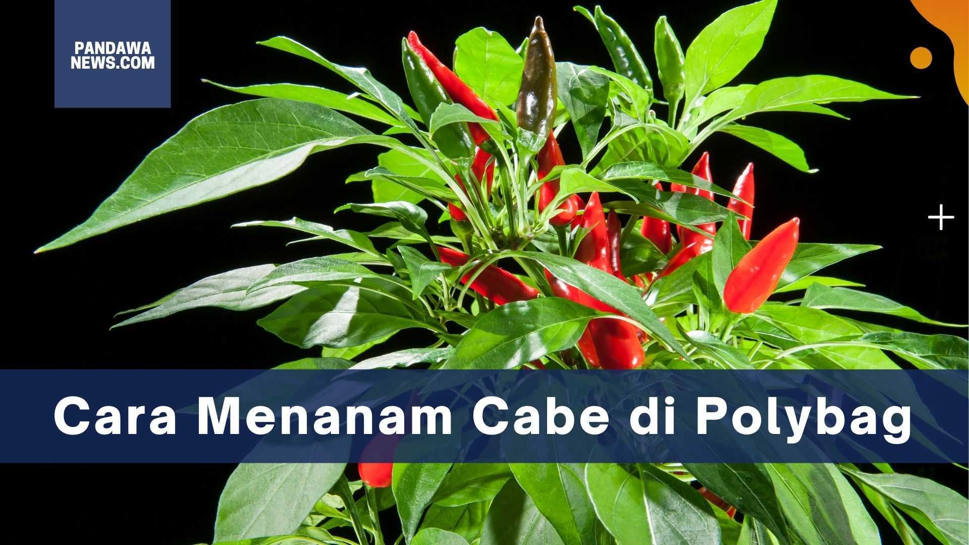 Cara Menanam Cabe di Polybag