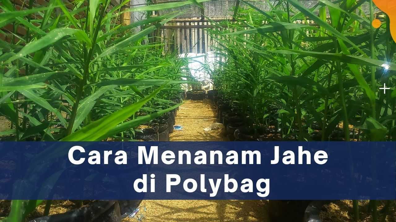 Cara Menanam Jahe di Polybag