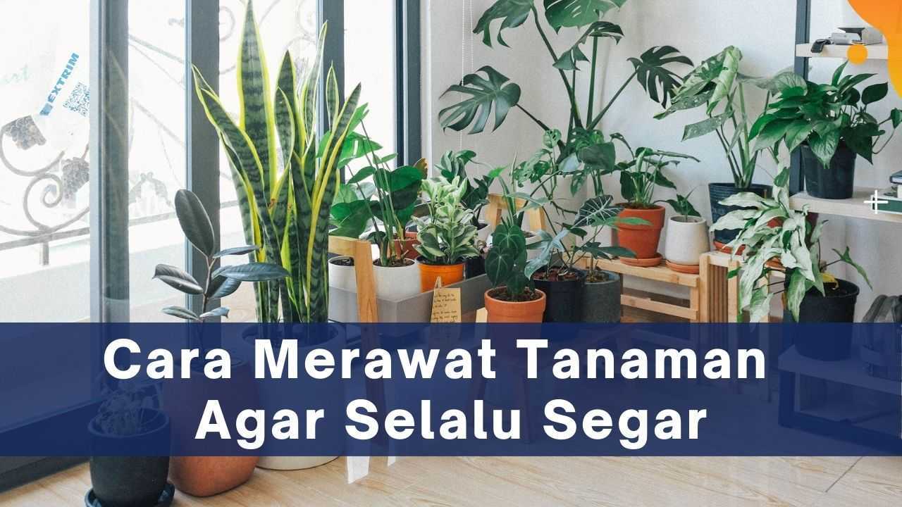 Cara Merawat Tanaman agar Selalu Segar