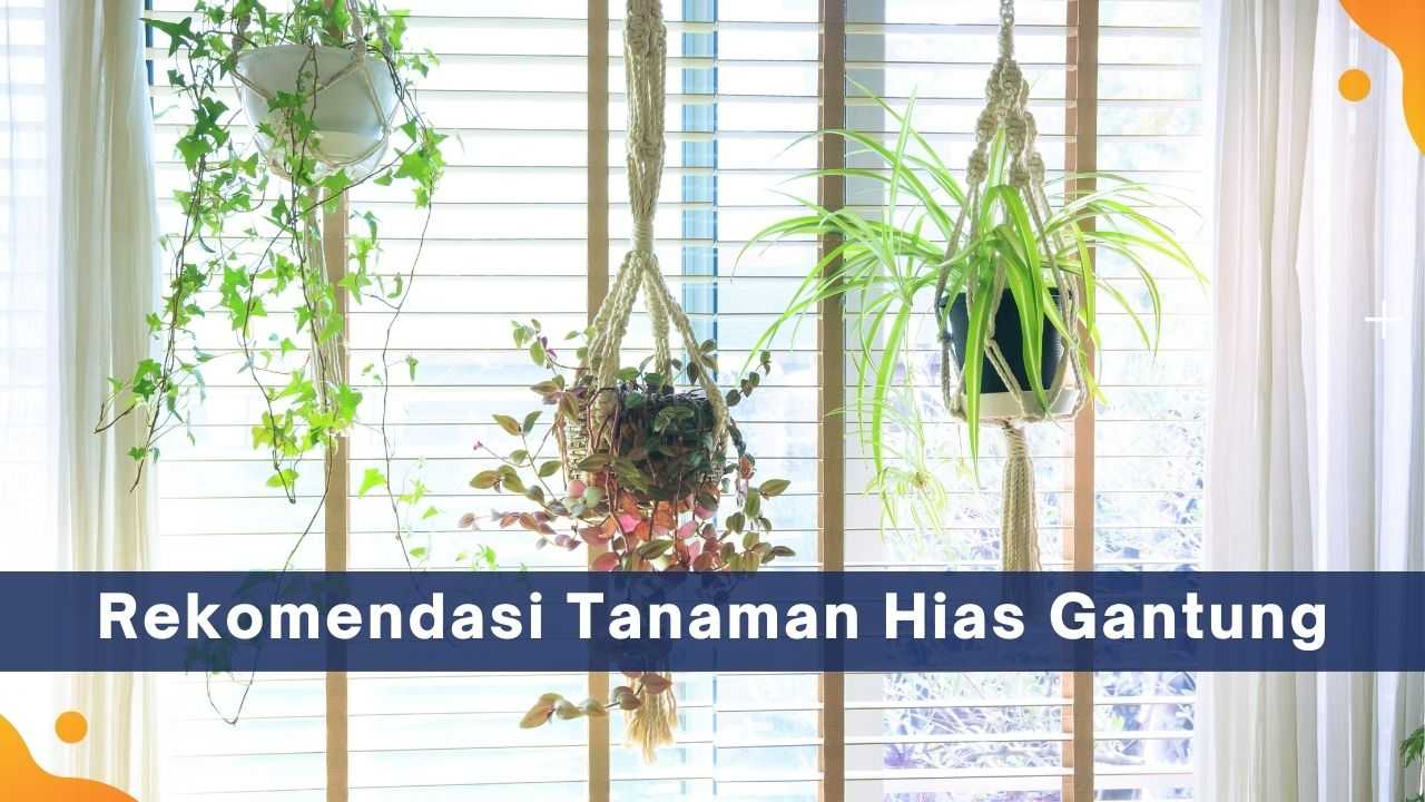Rekomendasi Tanaman Hias Gantung