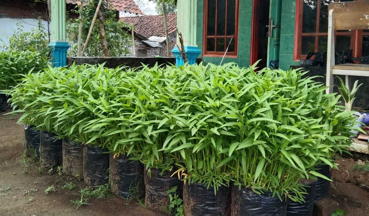 Cara Menanam Kangkung Di Polybag
