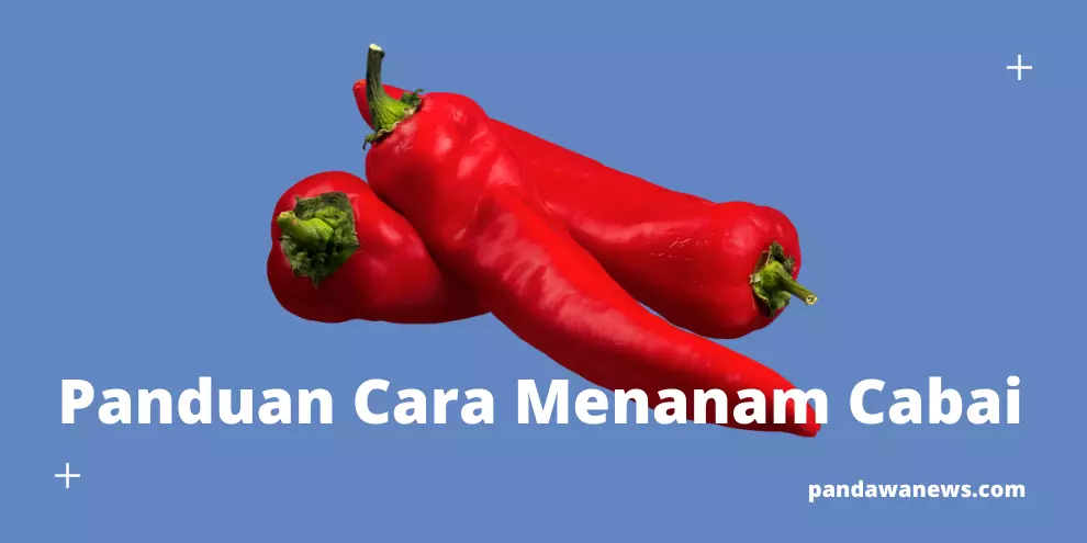 Panduan Cara Menanam Cabai Agar Cepat Berbuah Lebat