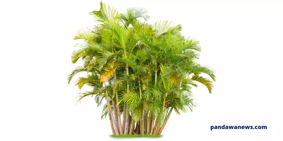 Tanaman Hias Areca Palms