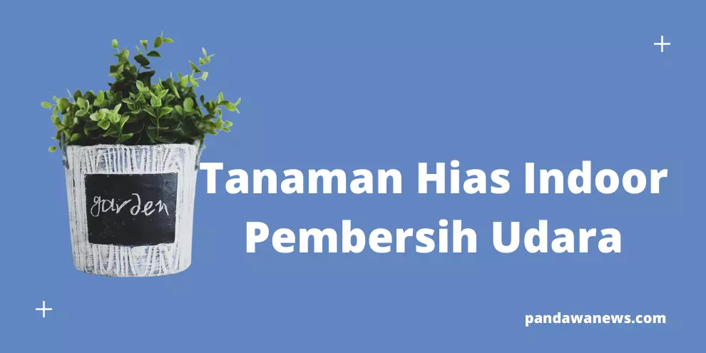 Tanaman Hias Indoor Pembersih Udara